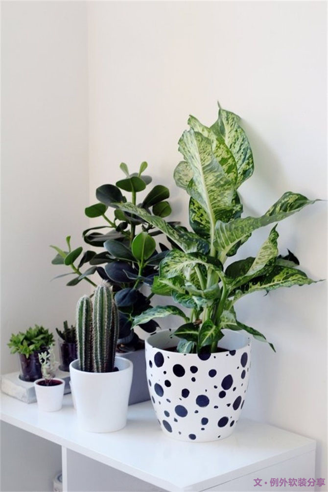 家里植物這樣擺，打造”另類“居室（一）-別墅設(shè)計(jì),軟裝設(shè)計(jì),室內(nèi)設(shè)計(jì),豪宅設(shè)計(jì),深圳例外軟裝設(shè)計(jì)公司