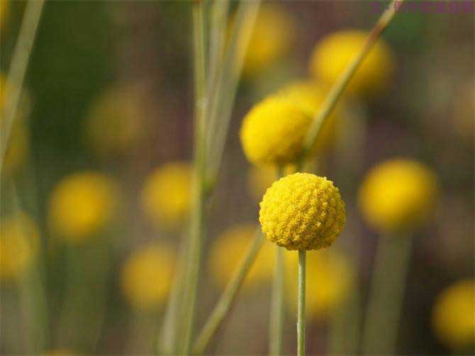 【例外.花箋記】金槌花，敲打在心間的小鼓槌！-別墅設(shè)計(jì),軟裝設(shè)計(jì),室內(nèi)設(shè)計(jì),豪宅設(shè)計(jì),深圳例外軟裝設(shè)計(jì)公司