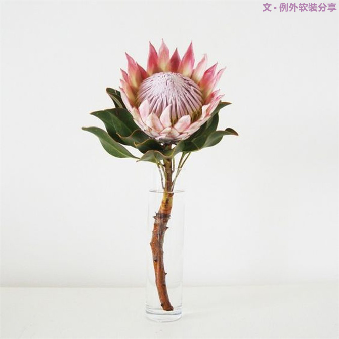 【例外·花箋記】沒(méi)有哪個(gè)姑娘能拒絕這樣一支奇葩！-別墅設(shè)計(jì),軟裝設(shè)計(jì),室內(nèi)設(shè)計(jì),豪宅設(shè)計(jì),深圳例外軟裝設(shè)計(jì)公司